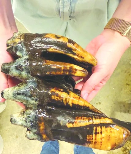Well-preserved mastodon tooth found near San Fran